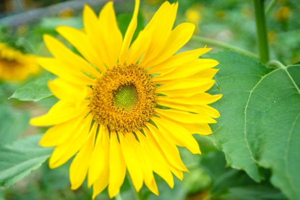 istock Sunflowers at Hanoi 818796028