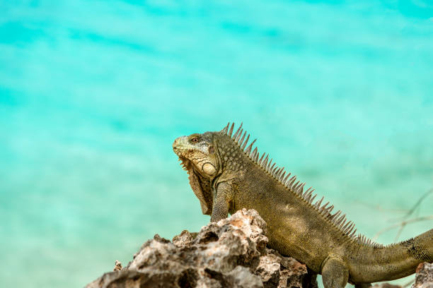 istock Caribbean iguana up close 818796178
