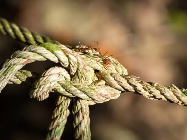 Photo of Red ants on the old rope and bokeh on background