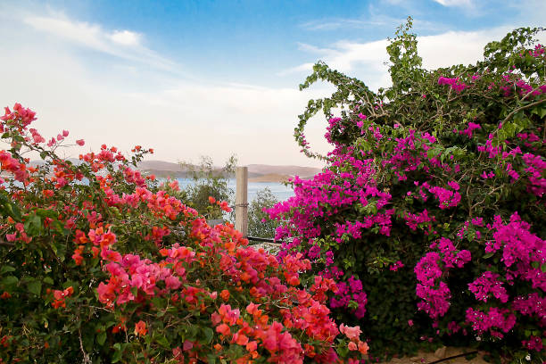 istock bushes  bougainvillea 818809002