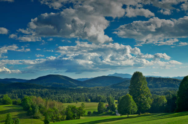 Field of green grass, forest and blue sky