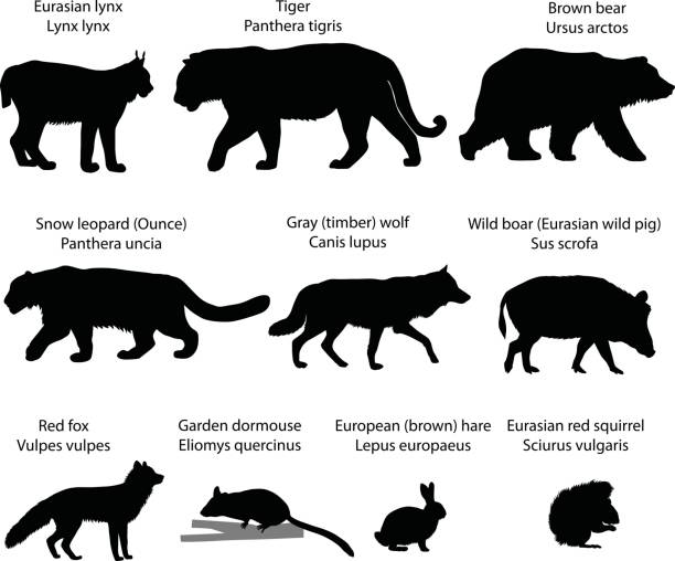 Silhouettes of animals of Eurasia Collection of silhouettes of animals living in the territory of Eurasia ounce stock illustrations