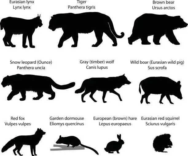 Vector illustration of Silhouettes of animals of Eurasia