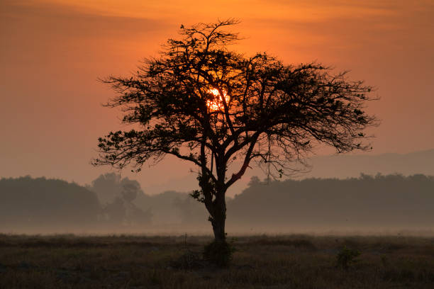 istock Dramatic sky at sunrise with lonely tree on field. 818812712