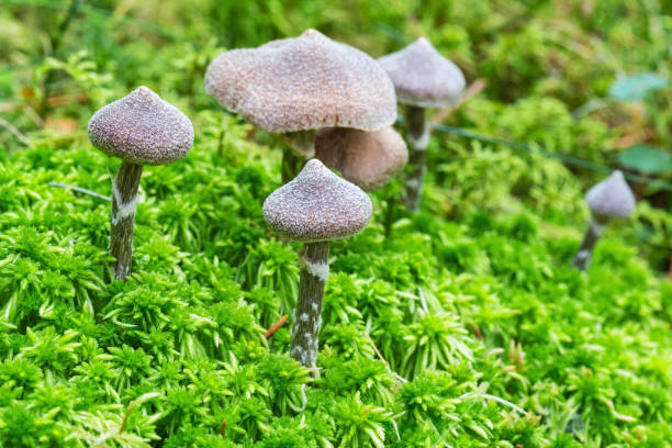 cortinarius paleiferus 버섯 이끼에 성장 - 끈적버섯과 이미지 뉴스 사진 이미지