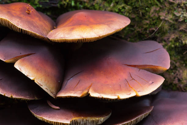 Mushrooms hats of chestnut brittlestem growing in the forest Mushrooms hats of chestnut brittlestem growing in the forest psathyrellaceae stock pictures, royalty-free photos & images