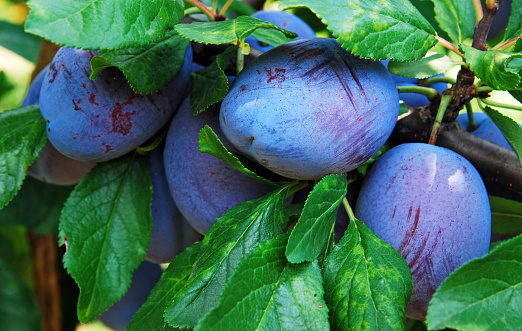 Ripe sweet peach fruits growing on a peach tree branch