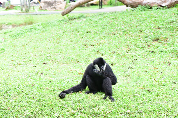 istock imals in the khaokheow 818818648