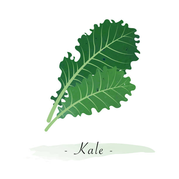красочная акварель текстуры вектор здоровой овощной капусты - kale stock illustrations