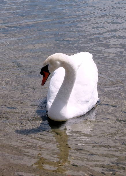 istock Toronto Lake Swan 2008 818839440