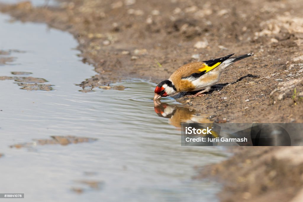 European goldfinch drinking water European goldfinch drinking water from a road puddle. (Carduelis carduelis) Authentic farm series. Animal Stock Photo