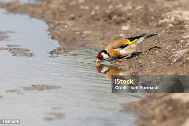 European Goldfinch Drinking Water Stock Photo - Download Image Now - Animal, Animal Wildlife, Animals In The Wild