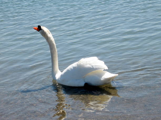 istock Toronto Lake Swan with long neck 2007 818841376