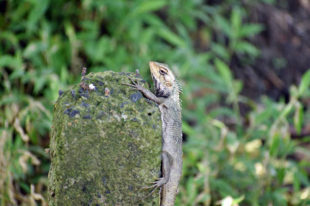 istock Calotes on ralaxing mood. 818841590