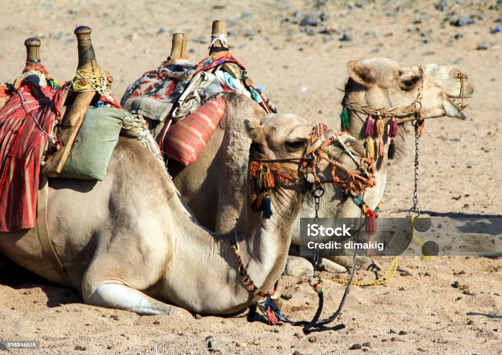 Side view of the camel pair lying on the sand. Side view of the camel pair lying on the sand. Beast of burden. Animal Stock Photo