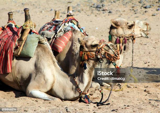Side View Of The Camel Pair Lying On The Sand Stock Photo - Download Image Now - Animal, Animal Body Part, Animal Head