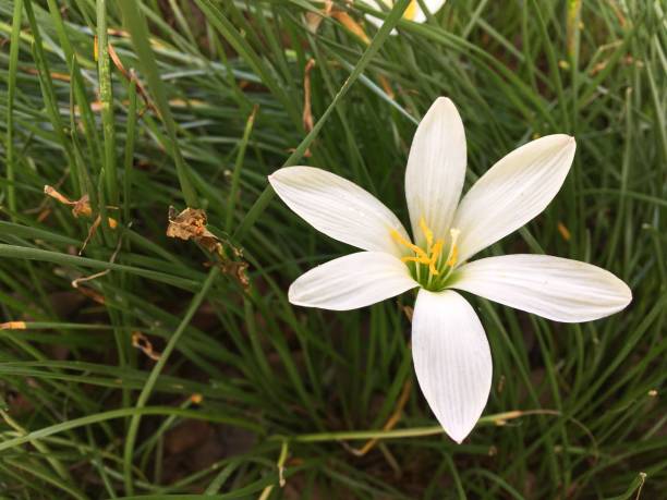 istock white Zephyranthes minuta flower 818852138