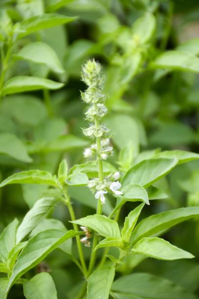 istock Hairy basil plant in nature garden 818852398
