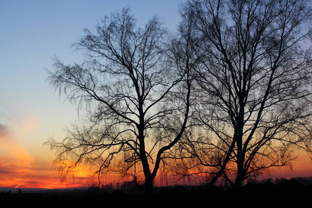 istock Trees silhouettes on sunrise sky background 818859456
