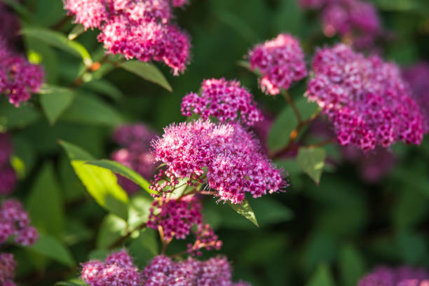 istock pink Spiraea japonica 818868044