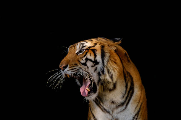 istock Head of tiger. 818868602