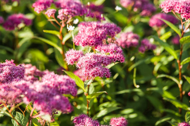 istock pink Spiraea japonica 818879150
