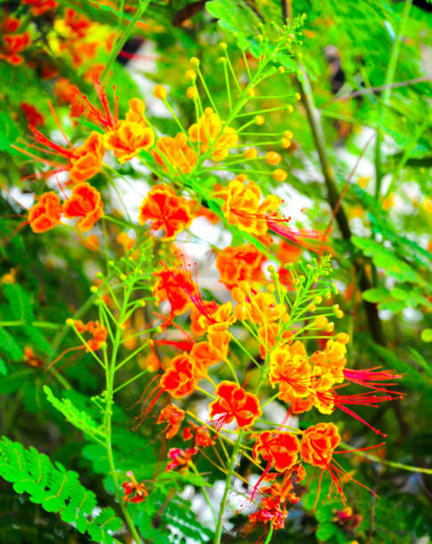 istock Caesalpinia pulcherrima, Peacock flower 818880324