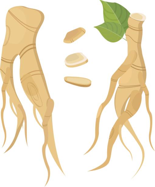 ilustraciones, imágenes clip art, dibujos animados e iconos de stock de ginseng raíz y hojas. biológica, son aditivos. estilo de vida saludable. dibujo plano de vector de las plantas medicinales. - ginseng isolated root herbal medicine
