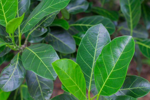 istock Jungle greenery rubber trees concept with waxy leaves.  Focused HD quality. 818884522