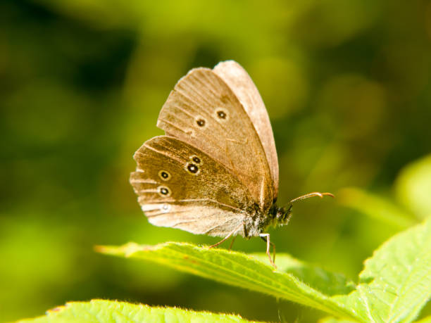 istock a brown ringlet butterfly resting on a leaf with its wings open 818900108