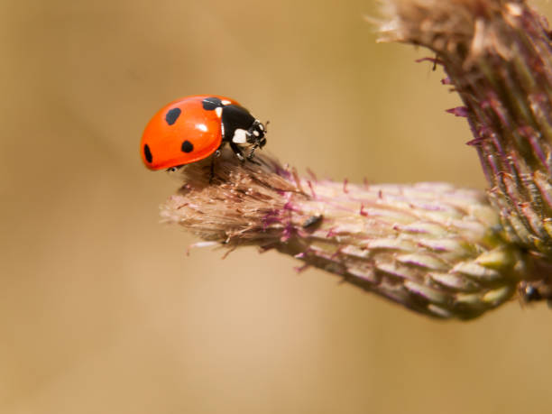 istock a 7 dot ladybird resting on the end of a bud up close 818900204