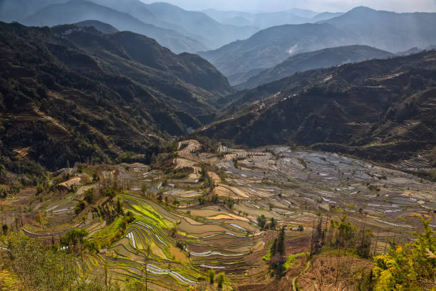 段々 になった田んぼの中国南部の春水の風景 - rice paddy china traditional culture yunnan province ストックフォトと画像