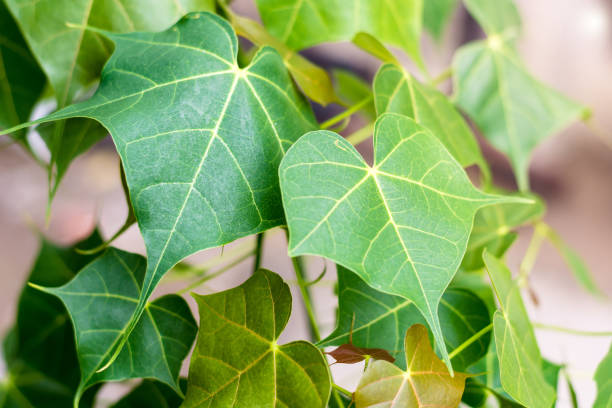 istock Green leaf look like a bat in Thailand 818912592