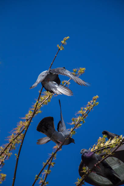 istock Pigeons sitting on the tree branch 818914258