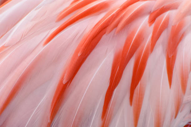 Striking natural plumage background pattern of pink and white feathers on a living flamingo.