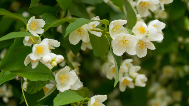 istock Jasmine flowers in Sunny weather. 818924238