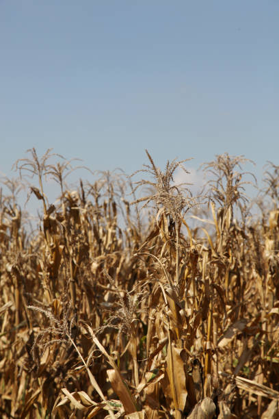 istock dry maize stalks in a field 818928518