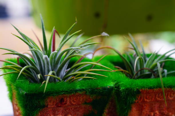 Rows of Tillandsia and spanish moss remix for decoration