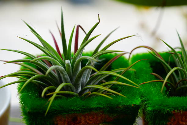 Rows of Tillandsia and spanish moss remix for decoration