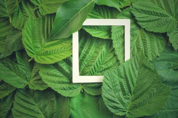 istock Creative layout made of flowers and leaves with paper card note. Flat lay 818939582