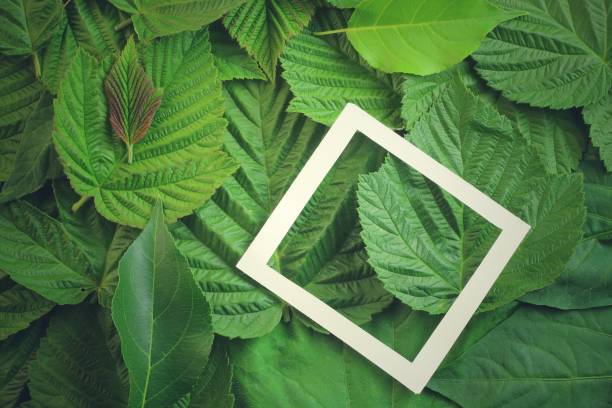 istock Creative layout made of flowers and leaves with paper card note. Flat lay 818941812