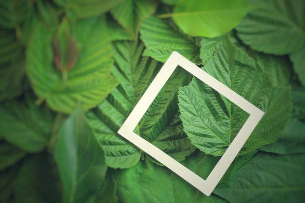 istock Creative layout made of flowers and leaves with paper card note. Flat lay 818942118