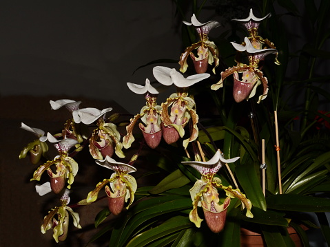 Beautiful orchid Princess Paphiopedilum slipper