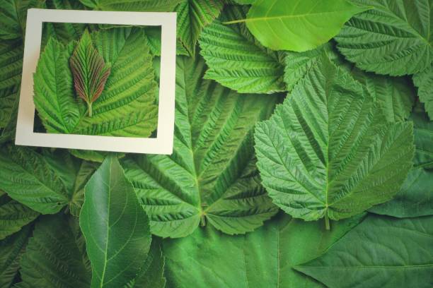 istock Creative layout made of flowers and leaves with paper card note. Flat lay 818943102