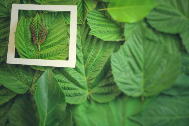 istock Creative layout made of flowers and leaves with paper card note. Flat lay 818945742