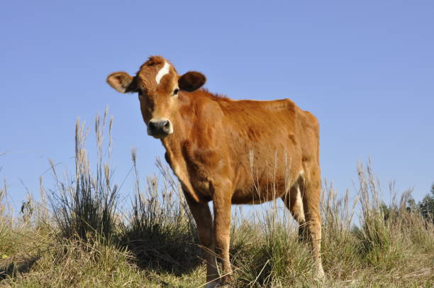istock Brown cow pastanto in field. 818951518