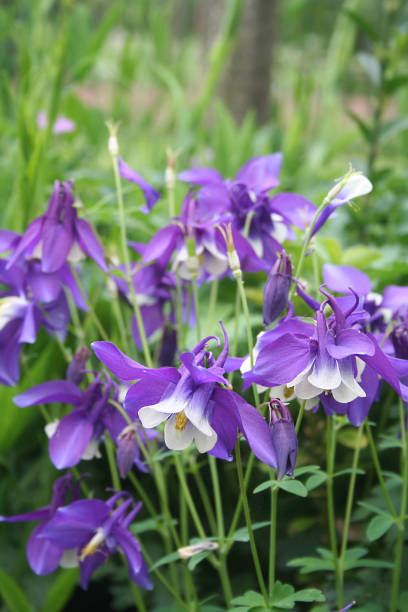istock Aquilegia purole flowers 818958100