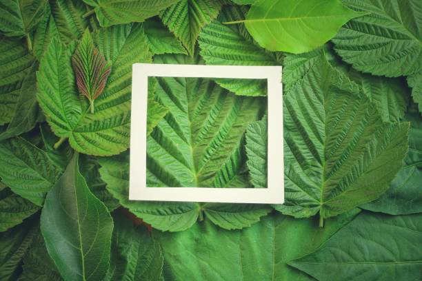 istock Creative layout made of flowers and leaves with paper card note. Flat lay 818962718