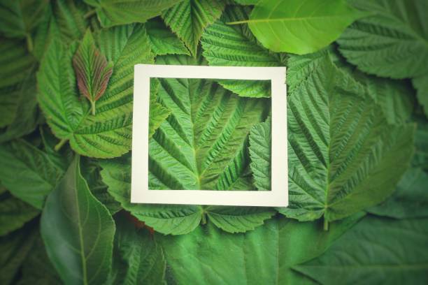 istock Creative layout made of flowers and leaves with paper card note. Flat lay 818963126