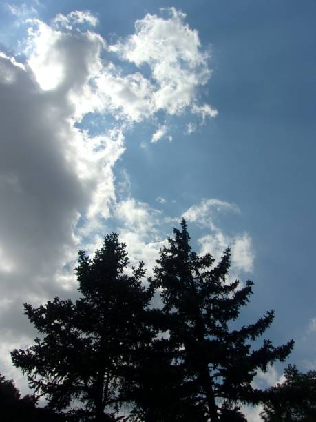 istock Twin pines on a blue cloudy sky background 818963248